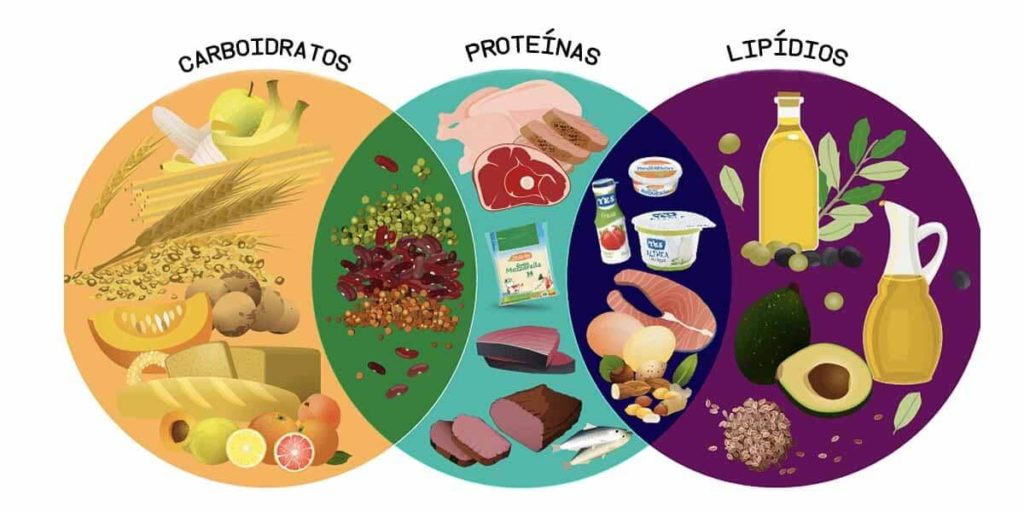 Tudo Sobre Macros Nutricionais